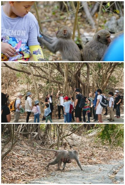 【2025 港都旅行】高雄吱識王——跟著猴子去爬山